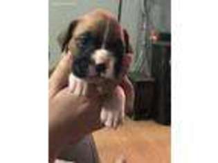 Boxer Puppy for sale in Canby, OR, USA
