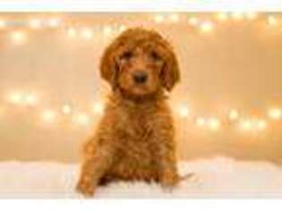 Labradoodle Puppy for sale in Corona, CA, USA