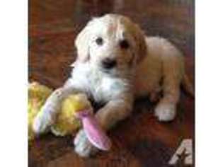 Goldendoodle Puppy for sale in DALLAS, OR, USA