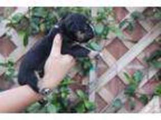 Bulldog Puppy for sale in LA MIRADA, CA, USA