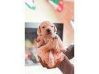 Goldendoodle Puppy for sale in Marietta, GA, USA