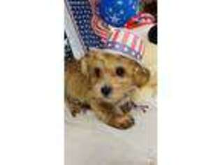 Yorkshire Terrier Puppy for sale in Defuniak Springs, FL, USA