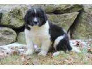 Newfoundland Puppy for sale in Three Rivers, MI, USA