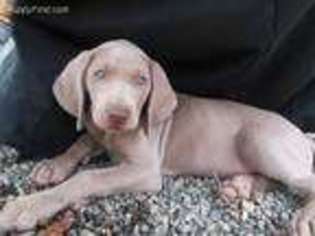 Weimaraner Puppy for sale in Medford, OR, USA