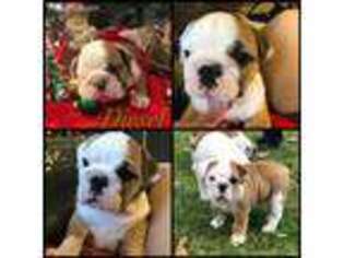 Bulldog Puppy for sale in Syracuse, NY, USA