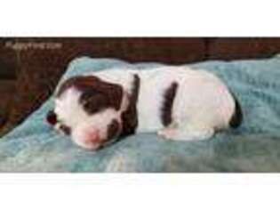 English Springer Spaniel Puppy for sale in Globe, AZ, USA