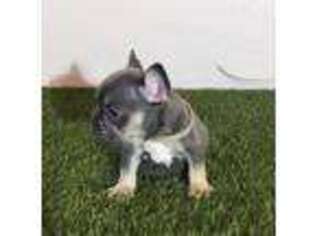 French Bulldog Puppy for sale in Stanwood, WA, USA