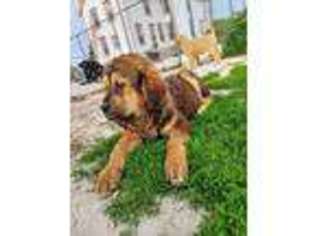 Tibetan Mastiff Puppy for sale in Alexandria, TN, USA