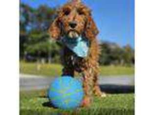 Goldendoodle Puppy for sale in Kissimmee, FL, USA