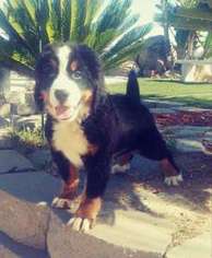 Bernese Mountain Dog Puppy for sale in Lakeside, CA, USA