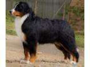 Bernese Mountain Dog Puppy for sale in Montrose, CO, USA