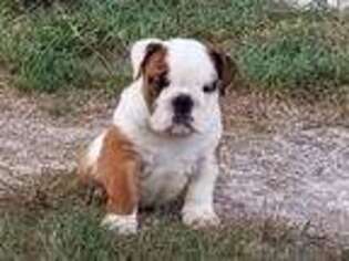Bulldog Puppy for sale in Green Forest, AR, USA
