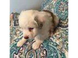 Miniature Australian Shepherd Puppy for sale in Edinburg, TX, USA