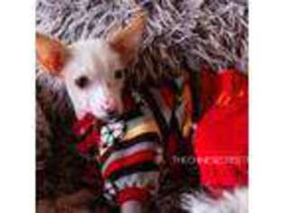 Chinese Crested Puppy for sale in Denver, CO, USA