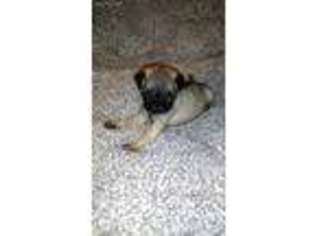Pug Puppy for sale in Atascosa, TX, USA