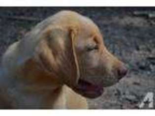 Labrador Retriever Puppy for sale in PIEDMONT, SC, USA