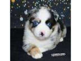 Miniature Australian Shepherd Puppy for sale in Pinehurst, TX, USA