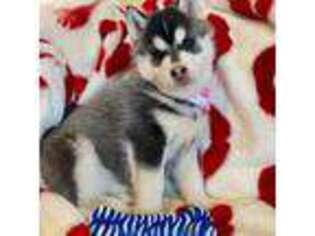 Siberian Husky Puppy for sale in Belvidere, IL, USA