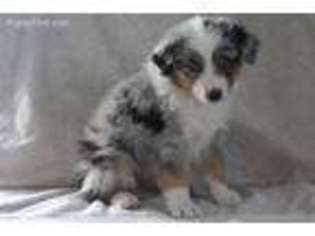 Australian Shepherd Puppy for sale in Vona, CO, USA