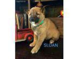 Shiba Inu Puppy for sale in San Dimas, CA, USA