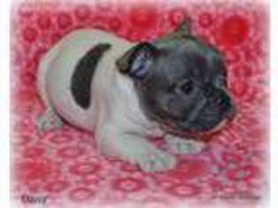 French Bulldog Puppy for sale in Farmersville, TX, USA