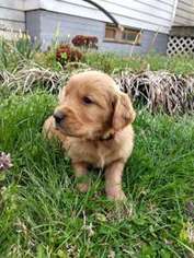 Golden Retriever Puppy for sale in Powhatan, VA, USA