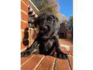 Black Russian Terrier Puppy for sale in Anderson, SC, USA