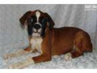 Boxer Puppy for sale in Fort Worth, TX, USA