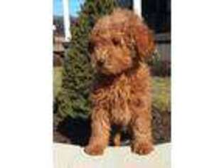 Labradoodle Puppy for sale in Strasburg, PA, USA
