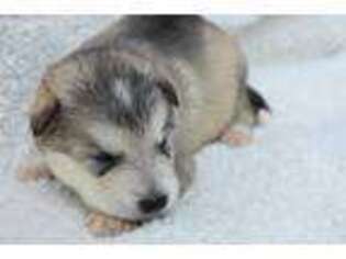 Alaskan Malamute Puppy for sale in Bethel, PA, USA