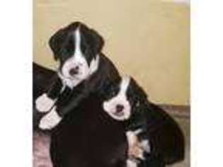 Boxer Puppy for sale in Molena, GA, USA