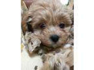 Mutt Puppy for sale in China Grove, NC, USA