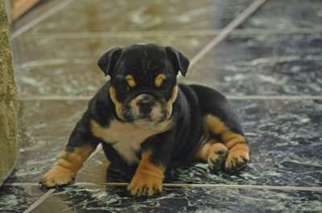 Bulldog Puppy for sale in Bogota, NJ, USA