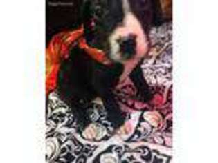 Great Dane Puppy for sale in Bloomfield, IN, USA