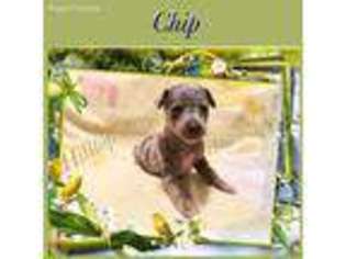 Miniature Pinscher Puppy for sale in Montrose, AR, USA