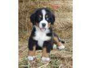 Bernese Mountain Dog Puppy for sale in Morrison, TN, USA