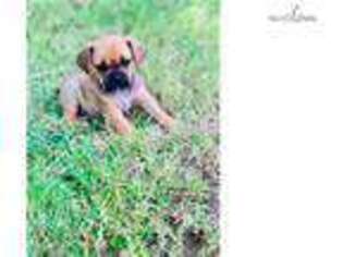 Puggle Puppy for sale in Fort Worth, TX, USA