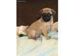Pug Puppy for sale in Sandy Hook, KY, USA