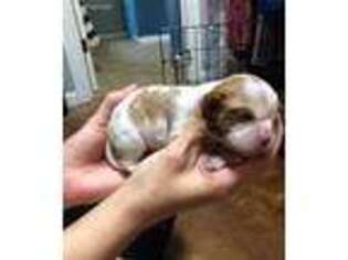 Cavalier King Charles Spaniel Puppy for sale in Jennings, LA, USA