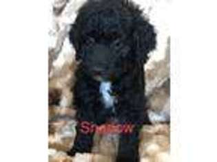 Goldendoodle Puppy for sale in Hooper, UT, USA