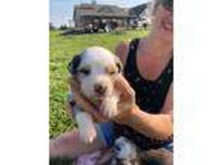 Australian Shepherd Puppy for sale in Kingsville, MO, USA