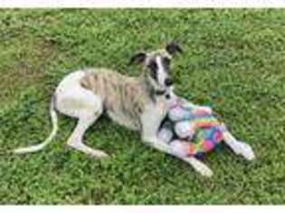 Whippet Puppy for sale in Dayton, NV, USA