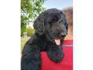 Schnoodle (Standard) Puppy for sale in Eagleville, TN, USA