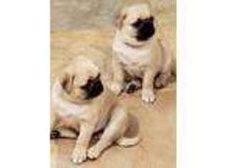 Pug Puppy for sale in Leesburg, VA, USA
