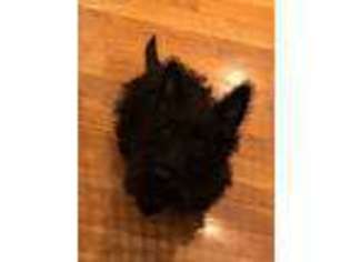 Scottish Terrier Puppy for sale in Wayland, MA, USA