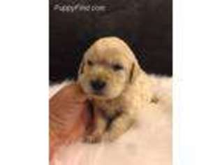 Labradoodle Puppy for sale in Proctorville, OH, USA