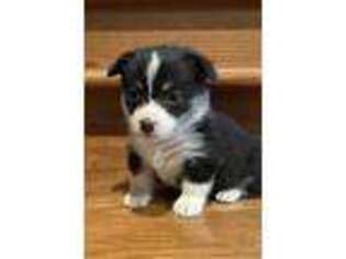 Pembroke Welsh Corgi Puppy for sale in Bedford, IN, USA