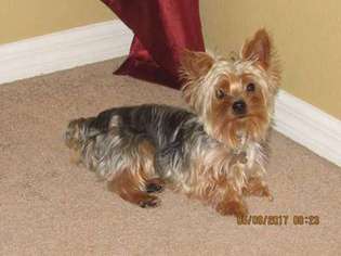 Yorkshire Terrier Puppy for sale in Riverview, FL, USA