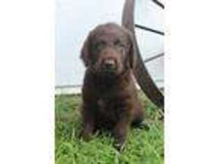 Labradoodle Puppy for sale in Mason City, IA, USA
