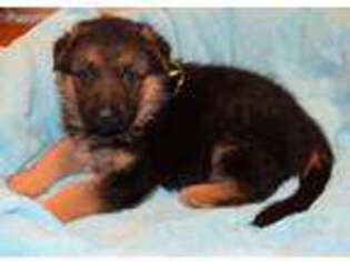 German Shepherd Dog Puppy for sale in Forest Grove, OR, USA